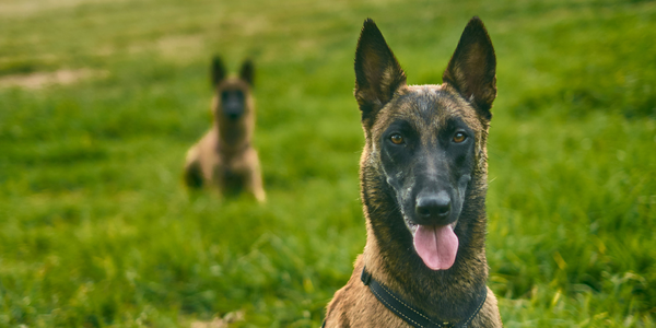 ¿El perro más inteligente del mundo?